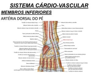 SISTEMA CÁRDIO-VASCULAR
MEMBROS INFERIORES
ARTÉRIA DORSAL DO PÉ
 