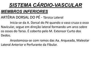 SISTEMA CÁRDIO-VASCULAR
MEMBROS INFERIORES
ARTÉRIA DORSAL DO PÉ - Társica Lateral
Inicia-se da A. Dorsal do Pé quando o vaso cruza o osso
Navicular, segue em direção lateral formando um arco sobre
os ossos do Tarso. É coberto pelo M. Extensor Curto dos
Dedos.
Anastomosa-se com ramos das Aa. Arqueada, Maleolar
Lateral Anterior e Perfurante da Fibular.
 
