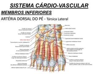 SISTEMA CÁRDIO-VASCULAR
MEMBROS INFERIORES
ARTÉRIA DORSAL DO PÉ - Társica Lateral
 