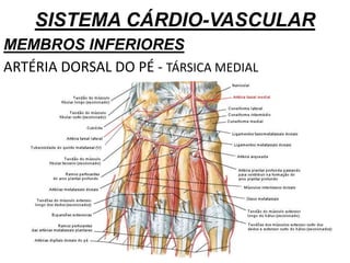 SISTEMA CÁRDIO-VASCULAR
MEMBROS INFERIORES
ARTÉRIA DORSAL DO PÉ - TÁRSICA MEDIAL
 