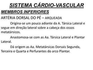 SISTEMA CÁRDIO-VASCULAR
MEMBROS INFERIORES
ARTÉRIA DORSAL DO PÉ – ARQUEADA
Origina-se um pouco adiante da A. Társica Lateral e
segue em direção lateral sobre a cabeça dos ossos
metatársicos.
Anastomosa-se com as Aa. Társica Lateral e Plantar
Lateral.
Dá origem as Aa. Metatársicas Dorsais Segunda,
Terceira e Quarta e Perfurantes do arco Plantar.
 