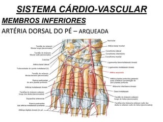 SISTEMA CÁRDIO-VASCULAR
MEMBROS INFERIORES
ARTÉRIA DORSAL DO PÉ – ARQUEADA
 