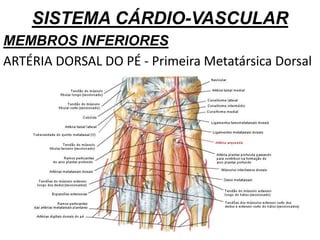 SISTEMA CÁRDIO-VASCULAR
MEMBROS INFERIORES
ARTÉRIA DORSAL DO PÉ - Primeira Metatársica Dorsal
 