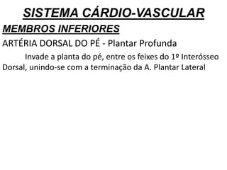SISTEMA CÁRDIO-VASCULAR
MEMBROS INFERIORES
ARTÉRIA DORSAL DO PÉ - Plantar Profunda
Invade a planta do pé, entre os feixes do 1º Interósseo
Dorsal, unindo-se com a terminação da A. Plantar Lateral
 
