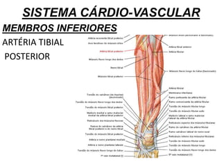 SISTEMA CÁRDIO-VASCULAR
MEMBROS INFERIORES
ARTÉRIA TIBIAL
POSTERIOR
 