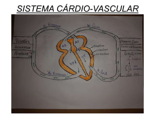 SISTEMA CÁRDIO-VASCULAR
 