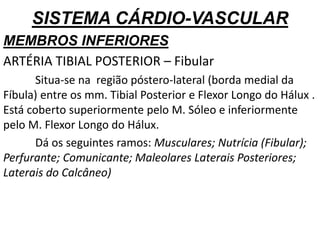 SISTEMA CÁRDIO-VASCULAR
MEMBROS INFERIORES
ARTÉRIA TIBIAL POSTERIOR – Fibular
Situa-se na região póstero-lateral (borda medial da
Fíbula) entre os mm. Tibial Posterior e Flexor Longo do Hálux .
Está coberto superiormente pelo M. Sóleo e inferiormente
pelo M. Flexor Longo do Hálux.
Dá os seguintes ramos: Musculares; Nutrícia (Fibular);
Perfurante; Comunicante; Maleolares Laterais Posteriores;
Laterais do Calcâneo)
 