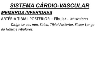 SISTEMA CÁRDIO-VASCULAR
MEMBROS INFERIORES
ARTÉRIA TIBIAL POSTERIOR – Fibular - Musculares
Dirige-se aos mm. Sóleo, Tibial Posterior, Flexor Longo
do Hálux e Fibulares.
 