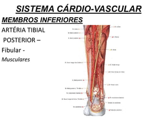 SISTEMA CÁRDIO-VASCULAR
MEMBROS INFERIORES
ARTÉRIA TIBIAL
POSTERIOR –
Fibular -
Musculares
 