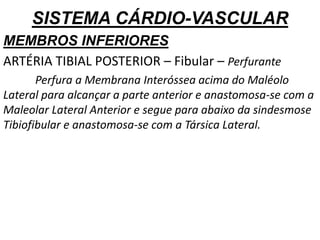SISTEMA CÁRDIO-VASCULAR
MEMBROS INFERIORES
ARTÉRIA TIBIAL POSTERIOR – Fibular – Perfurante
Perfura a Membrana Interóssea acima do Maléolo
Lateral para alcançar a parte anterior e anastomosa-se com a
Maleolar Lateral Anterior e segue para abaixo da sindesmose
Tibiofibular e anastomosa-se com a Társica Lateral.
 