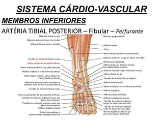 SISTEMA CÁRDIO-VASCULAR
MEMBROS INFERIORES
ARTÉRIA TIBIAL POSTERIOR – Fibular – Perfurante
 