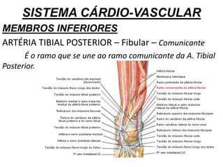 SISTEMA CÁRDIO-VASCULAR
MEMBROS INFERIORES
ARTÉRIA TIBIAL POSTERIOR – Fibular – Comunicante
É o ramo que se une ao ramo comunicante da A. Tibial
Posterior.
 
