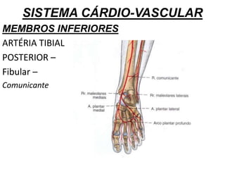 SISTEMA CÁRDIO-VASCULAR
MEMBROS INFERIORES
ARTÉRIA TIBIAL
POSTERIOR –
Fibular –
Comunicante
 
