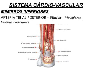 SISTEMA CÁRDIO-VASCULAR
MEMBROS INFERIORES
ARTÉRIA TIBIAL POSTERIOR – Fibular - Maleolares
Laterais Posteriores
 