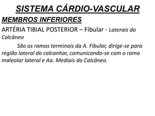 SISTEMA CÁRDIO-VASCULAR
MEMBROS INFERIORES
ARTÉRIA TIBIAL POSTERIOR – Fibular - Laterais do
Calcâneo
São os ramos terminais da A. Fibular, dirige-se para
região lateral do calcanhar, comunicando-se com o ramo
maleolar lateral e Aa. Mediais do Calcâneo.
 