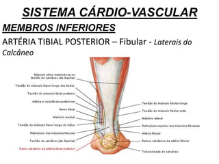 SISTEMA CÁRDIO-VASCULAR
MEMBROS INFERIORES
ARTÉRIA TIBIAL POSTERIOR – Fibular - Laterais do
Calcâneo
 