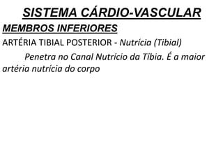 SISTEMA CÁRDIO-VASCULAR
MEMBROS INFERIORES
ARTÉRIA TIBIAL POSTERIOR - Nutrícia (Tibial)
Penetra no Canal Nutrício da Tíbia. É a maior
artéria nutrícia do corpo
 