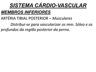 SISTEMA CÁRDIO-VASCULAR
MEMBROS INFERIORES
ARTÉRIA TIBIAL POSTERIOR – Musculares
Distribui-se para vascularizar os mm. Sóleo e os
profundos da região posterior da perna.
 
