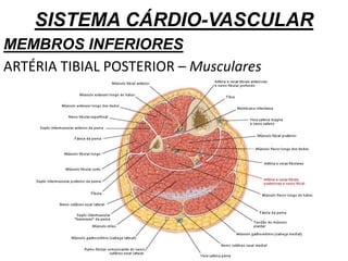 SISTEMA CÁRDIO-VASCULAR
MEMBROS INFERIORES
ARTÉRIA TIBIAL POSTERIOR – Musculares
 
