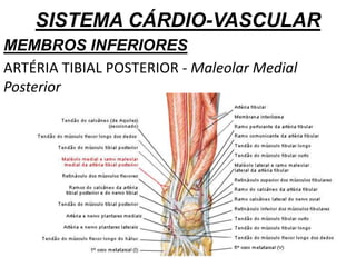 SISTEMA CÁRDIO-VASCULAR
MEMBROS INFERIORES
ARTÉRIA TIBIAL POSTERIOR - Maleolar Medial
Posterior
 