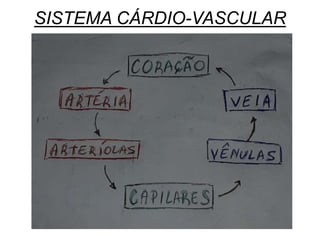 SISTEMA CÁRDIO-VASCULAR
 