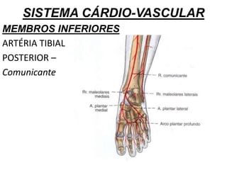SISTEMA CÁRDIO-VASCULAR
MEMBROS INFERIORES
ARTÉRIA TIBIAL
POSTERIOR –
Comunicante
 