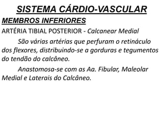 SISTEMA CÁRDIO-VASCULAR
MEMBROS INFERIORES
ARTÉRIA TIBIAL POSTERIOR - Calcanear Medial
São várias artérias que perfuram o retináculo
dos flexores, distribuindo-se a gorduras e tegumentos
do tendão do calcâneo.
Anastomosa-se com as Aa. Fibular, Maleolar
Medial e Laterais do Calcâneo.
 