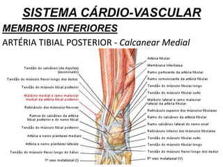 SISTEMA CÁRDIO-VASCULAR
MEMBROS INFERIORES
ARTÉRIA TIBIAL POSTERIOR - Calcanear Medial
 