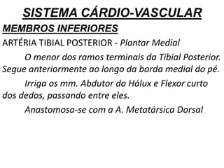 SISTEMA CÁRDIO-VASCULAR
MEMBROS INFERIORES
ARTÉRIA TIBIAL POSTERIOR - Plantar Medial
O menor dos ramos terminais da Tibial Posterior.
Segue anteriormente ao longo da borda medial do pé.
Irriga os mm. Abdutor do Hálux e Flexor curto
dos dedos, passando entre eles.
Anastomosa-se com a A. Metatársica Dorsal
 