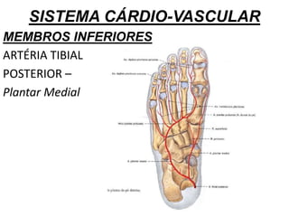 SISTEMA CÁRDIO-VASCULAR
MEMBROS INFERIORES
ARTÉRIA TIBIAL
POSTERIOR –
Plantar Medial
 