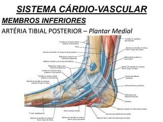 SISTEMA CÁRDIO-VASCULAR
MEMBROS INFERIORES
ARTÉRIA TIBIAL POSTERIOR – Plantar Medial
 