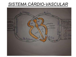 SISTEMA CÁRDIO-VASCULAR
 