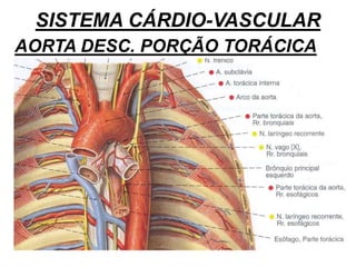 SISTEMA CÁRDIO-VASCULAR
AORTA DESC. PORÇÃO TORÁCICA
 