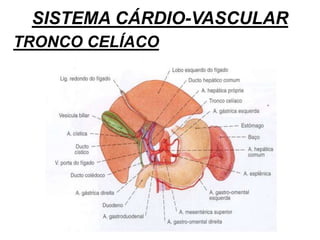 SISTEMA CÁRDIO-VASCULAR
TRONCO CELÍACO
 