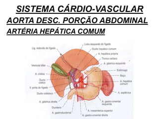 SISTEMA CÁRDIO-VASCULAR
AORTA DESC. PORÇÃO ABDOMINAL
ARTÉRIA HEPÁTICA COMUM
 