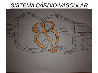SISTEMA CÁRDIO-VASCULAR
 