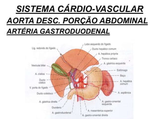 SISTEMA CÁRDIO-VASCULAR
AORTA DESC. PORÇÃO ABDOMINAL
ARTÉRIA GASTRODUODENAL
 
