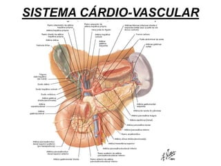 SISTEMA CÁRDIO-VASCULAR
 