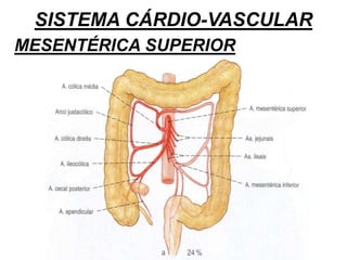 SISTEMA CÁRDIO-VASCULAR
MESENTÉRICA SUPERIOR
 