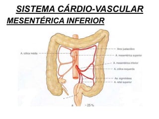 SISTEMA CÁRDIO-VASCULAR
MESENTÉRICA INFERIOR
 