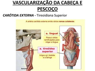 VASCULARIZAÇÃO DA CABEÇA E
PESCOÇO
CARÓTIDA EXTERNA - Tireoidiana Superior
 