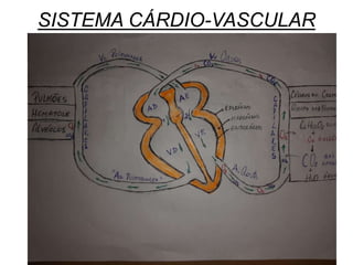 SISTEMA CÁRDIO-VASCULAR
 