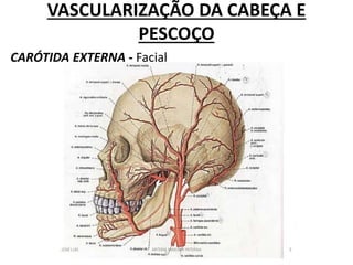 VASCULARIZAÇÃO DA CABEÇA E
PESCOÇO
CARÓTIDA EXTERNA - Facial
 