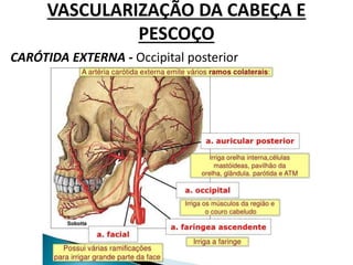 VASCULARIZAÇÃO DA CABEÇA E
PESCOÇO
CARÓTIDA EXTERNA - Occipital posterior
 