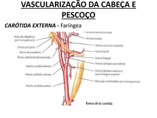 VASCULARIZAÇÃO DA CABEÇA E
PESCOÇO
CARÓTIDA EXTERNA - Faríngea
 