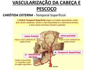 VASCULARIZAÇÃO DA CABEÇA E
PESCOÇO
CARÓTIDA EXTERNA - Temporal Superficial
 
