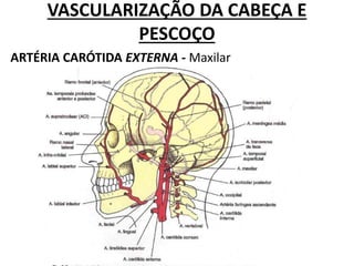 VASCULARIZAÇÃO DA CABEÇA E
PESCOÇO
ARTÉRIA CARÓTIDA EXTERNA - Maxilar
 