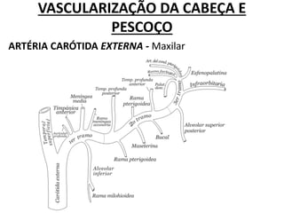 VASCULARIZAÇÃO DA CABEÇA E
PESCOÇO
ARTÉRIA CARÓTIDA EXTERNA - Maxilar
 