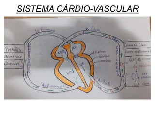 SISTEMA CÁRDIO-VASCULAR
 