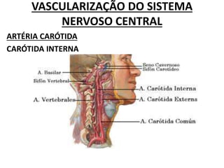 VASCULARIZAÇÃO DO SISTEMA
NERVOSO CENTRAL
ARTÉRIA CARÓTIDA
CARÓTIDA INTERNA
 